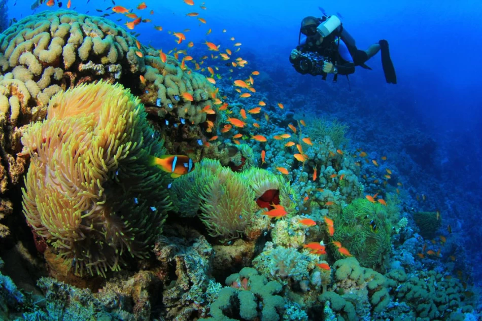 Hurghada Christmas Trip: Dive into Colorful Reefs and Pure Relaxation