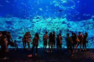Grand Aquarium day tour from hurghada