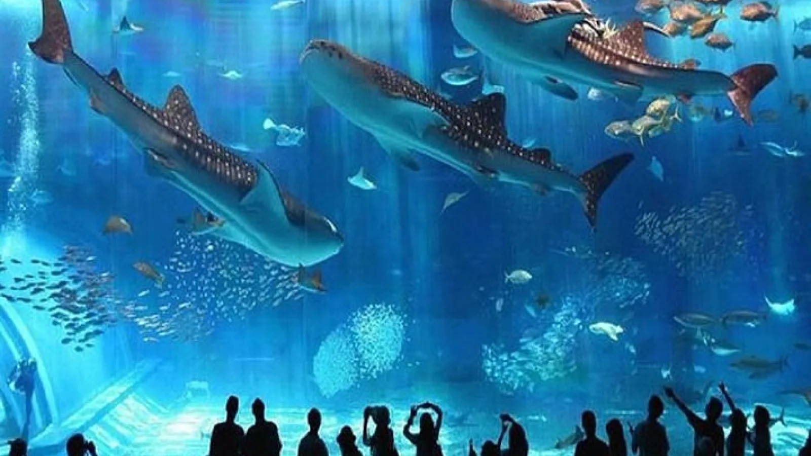 Hurghada Grand Aquarium: Tickets, Marine Zones & How to Visit (2026)