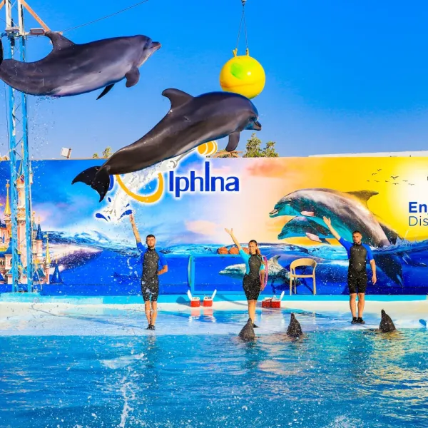 Dolphin Show Hurghada: Dolphin World vs Wild Dolphin House (2026)