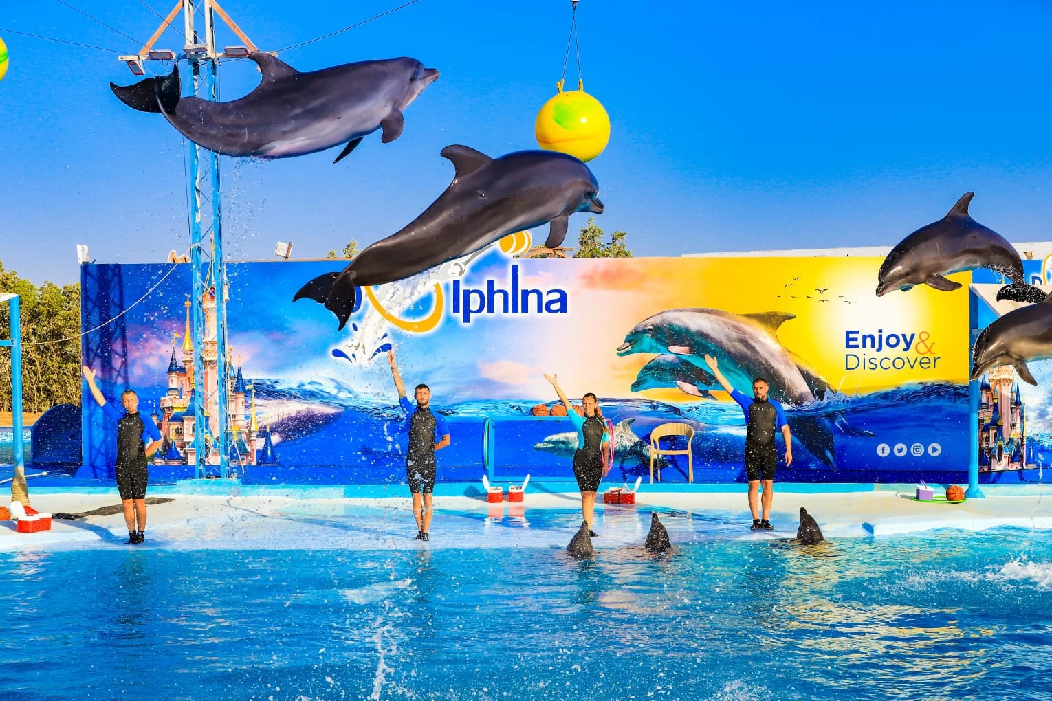 Dolphin shows
