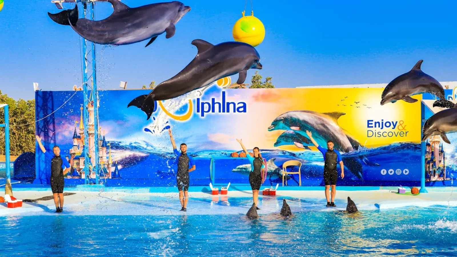 Dolphin Show Hurghada: Dolphin World vs Wild Dolphin House (2026)