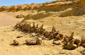 Wadi Elhitan & desert Safari tour from Cairo