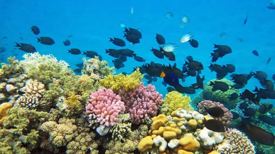 Snorkeling near Mahmya Island from Hurghada
