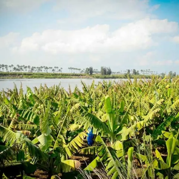 Banana Island in Luxor, Nile island with natural views