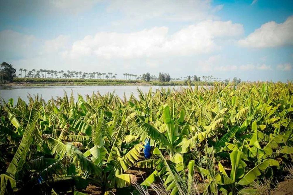 Gizerat El Mozah in Luxor, Nile island with natural views