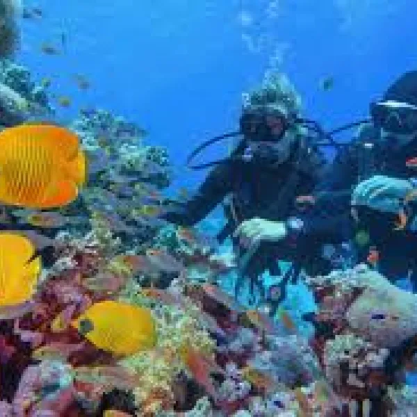Best Dive Sites in Sharm El Sheikh: Top Reefs & Wrecks (2026)