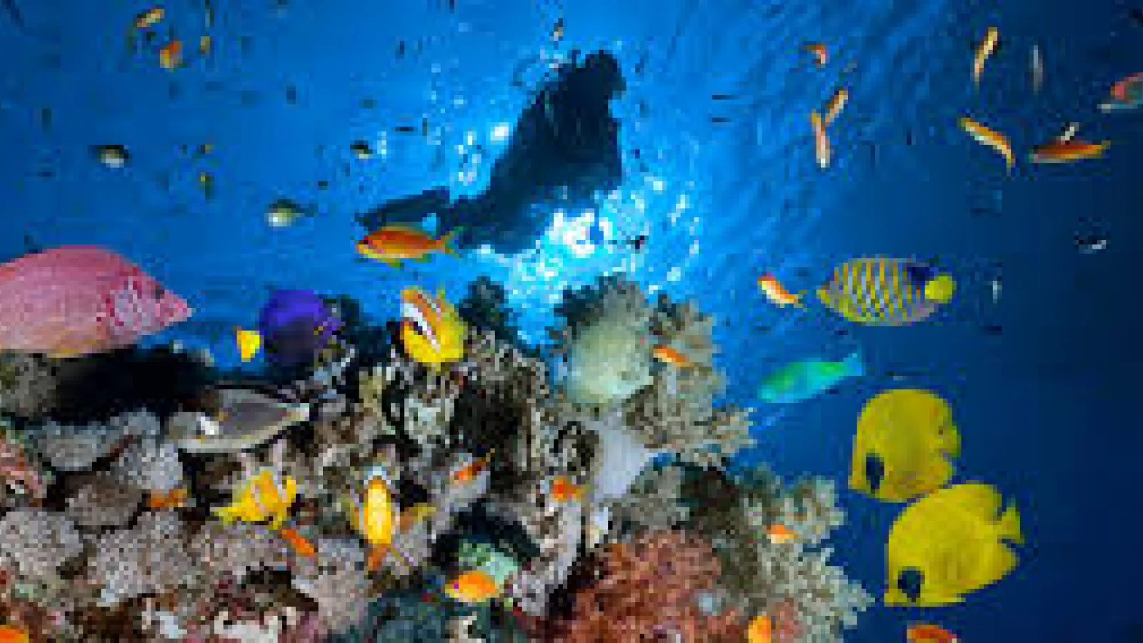 Best Dive Sites in Sharm El Sheikh: Top Reefs & Wrecks (2026)
