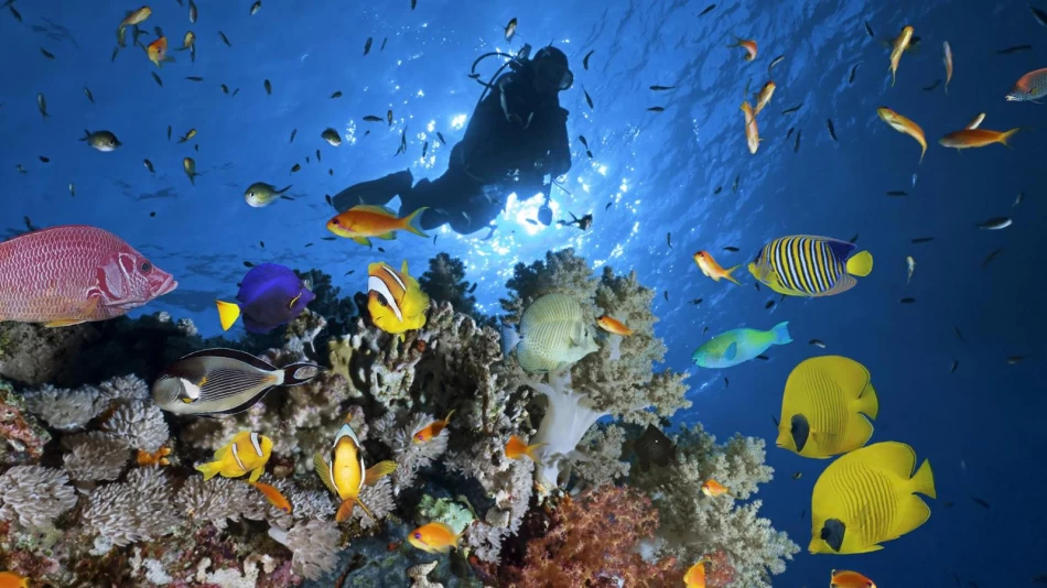 Explore the underwater world of the Red Sea with this group snorkeling and diving tour