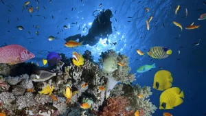 Scuba Diving Sharm El Sheikh