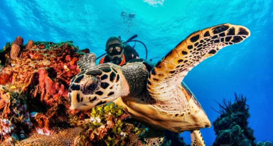 Explore the underwater world of the Red Sea with this group snorkeling and diving tour