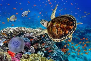 Dahab Safari with Blue Hole Snorkeling & Quad Biking