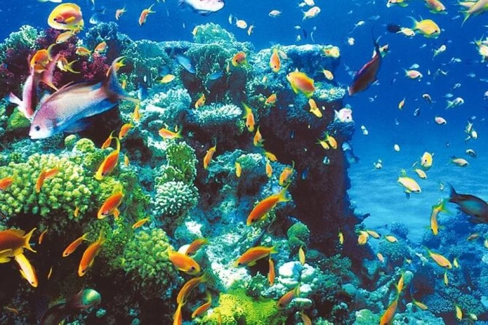 Quad Biking & Snorkeling in Dahab