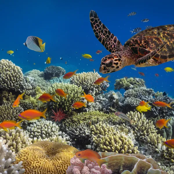 Colorful coral reef and tropical fish underwater in Dahab, Egypt