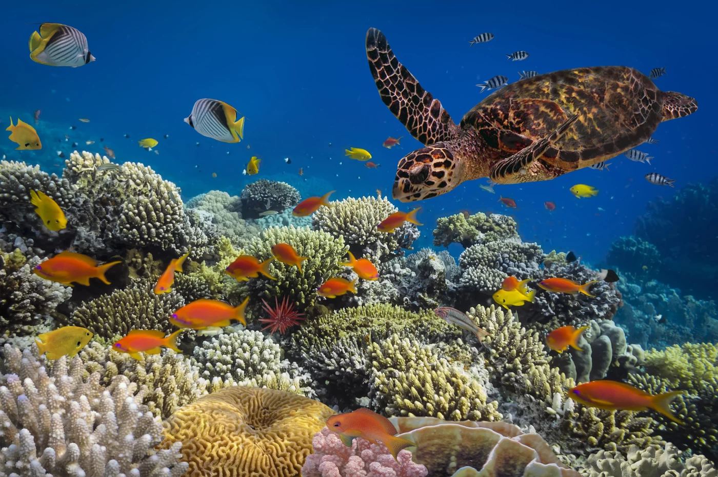 Colorful coral reef and tropical fish underwater in Dahab, Egypt