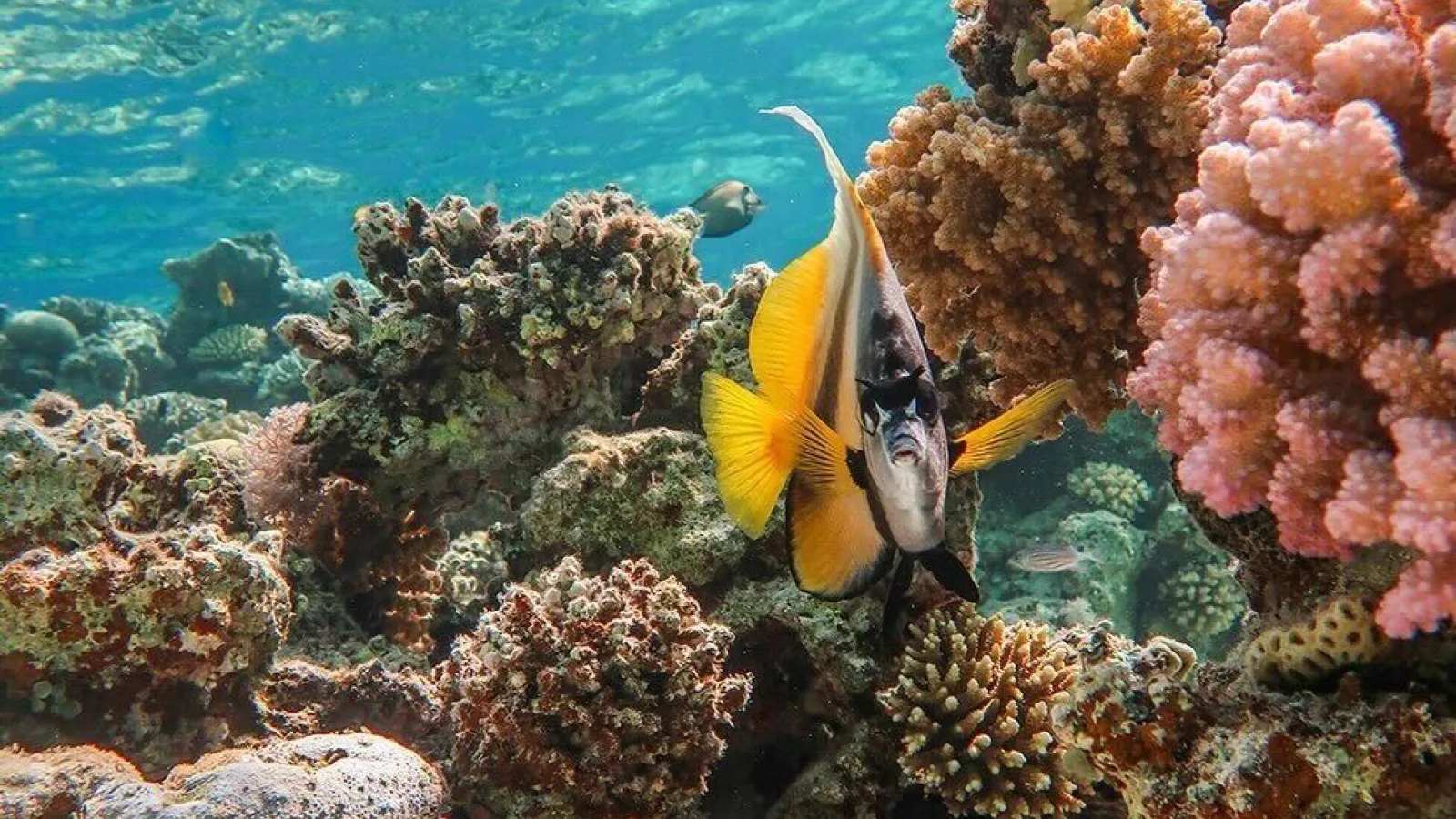 Underwater photo of coral garden during snorkeling in Dahab
