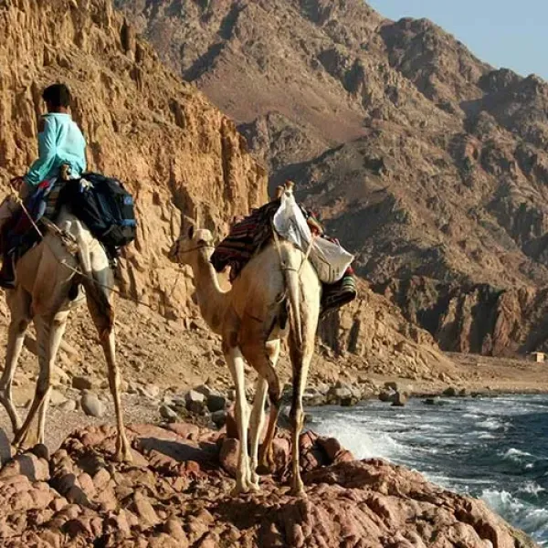 Bedouin camels walking through the Ras Abu Galum desert trail near Dahab