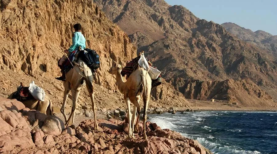 Bedouin camels walking through the Ras Abu Galum desert trail near Dahab