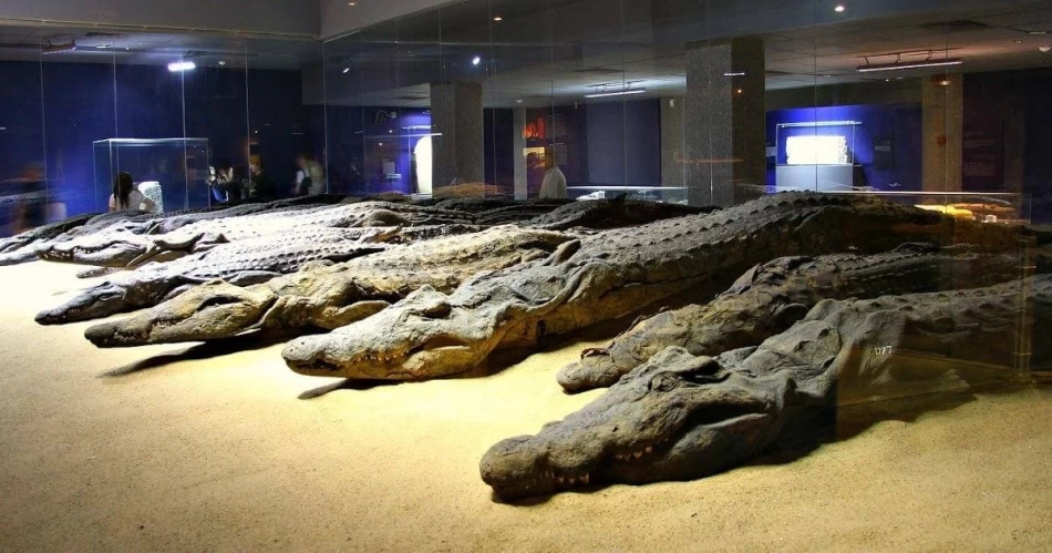 Crocodile Museum exhibit with ancient crocodile mummies in Kom Ombo