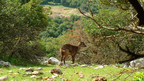 Ajloun Forest Reserve was established in 1987 and covers an area of 12 km2.